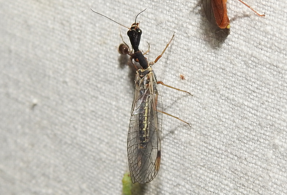 Raphidioptera - Tevenyakú-fátyolkák