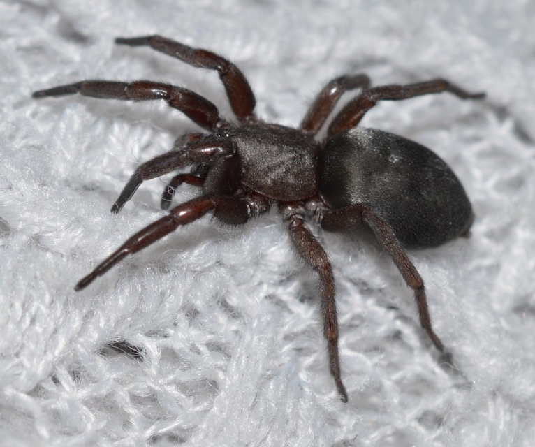 Scotophaeus scutulatus - közönséges egérpók