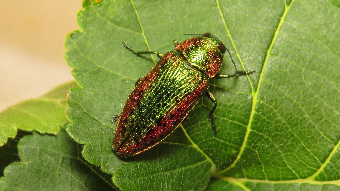 Lamprodila rutilans - hársfa-tarkadíszbogár Lamprodila rutilans - hársfa-tarkadíszbogár