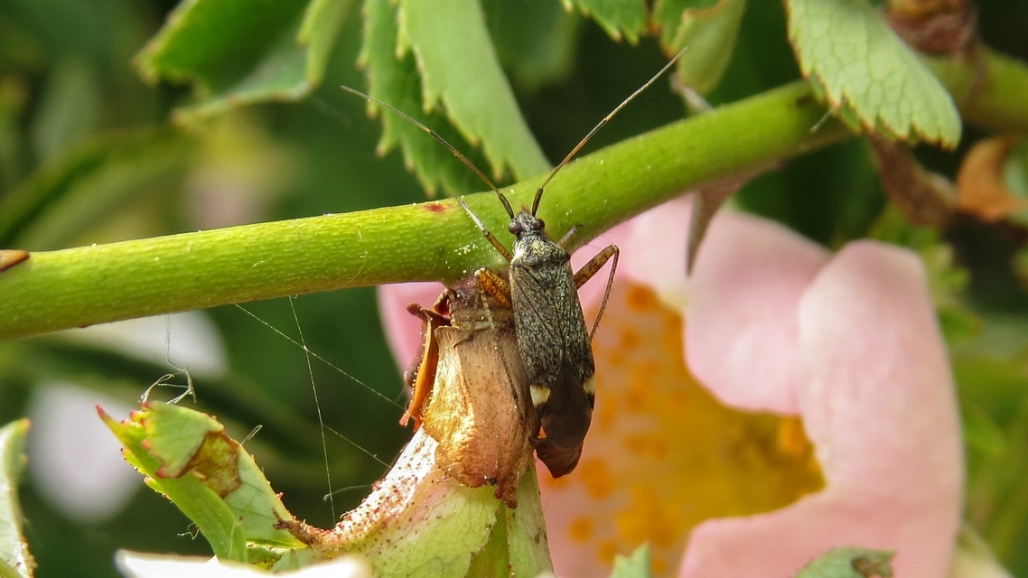 Closterotomus fulvomaculatus - komlópoloska