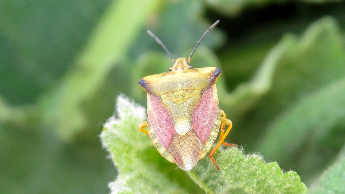 Carpocoris fuscispinus - tüskés gyümölcspoloska