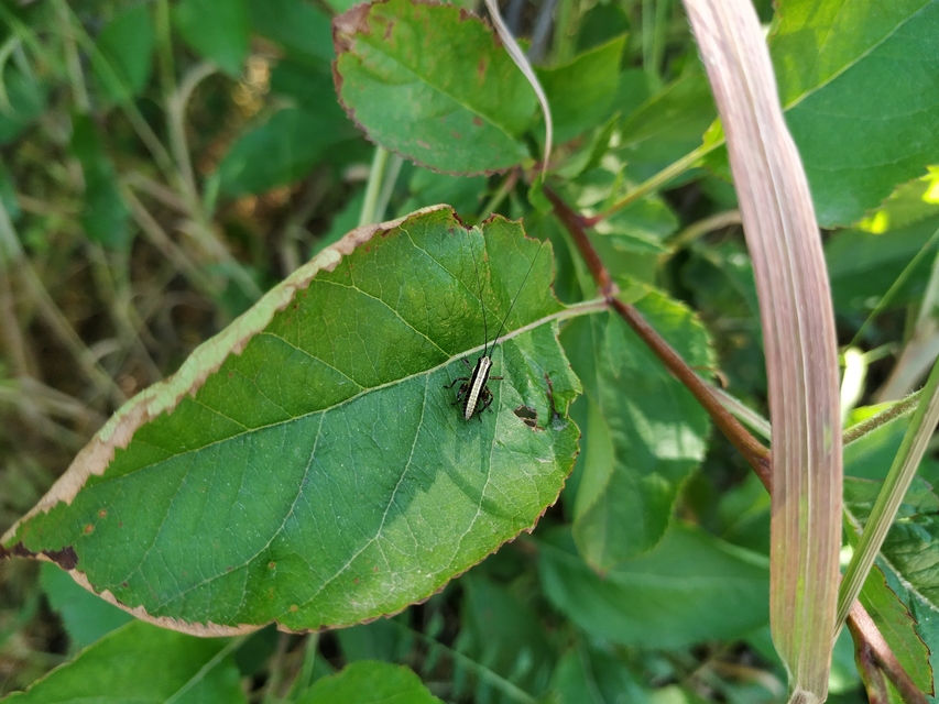 Pholidoptera fallax - galléros avarszöcske