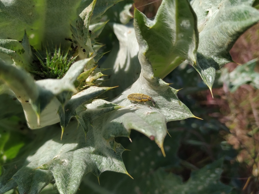 Lixus cardui/filiformis