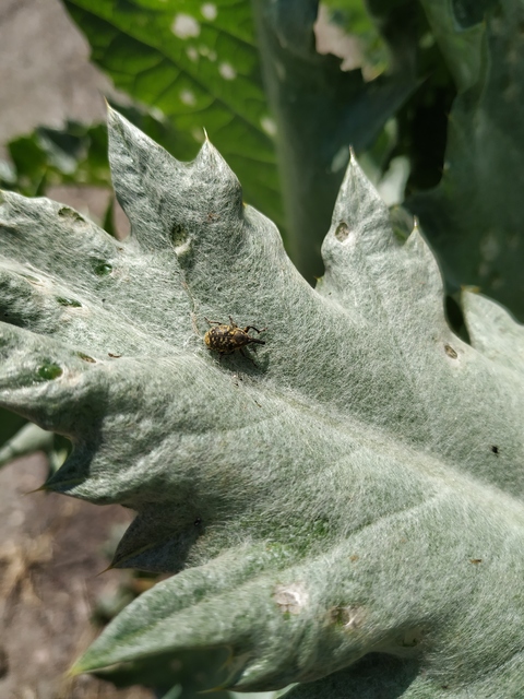 Larinus