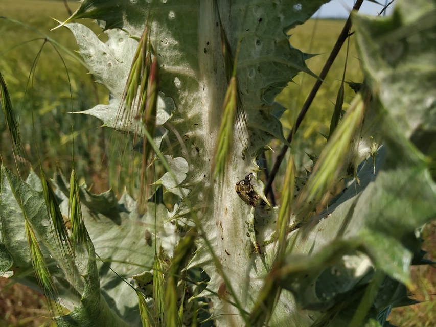 Lixus cardui/filiformis
