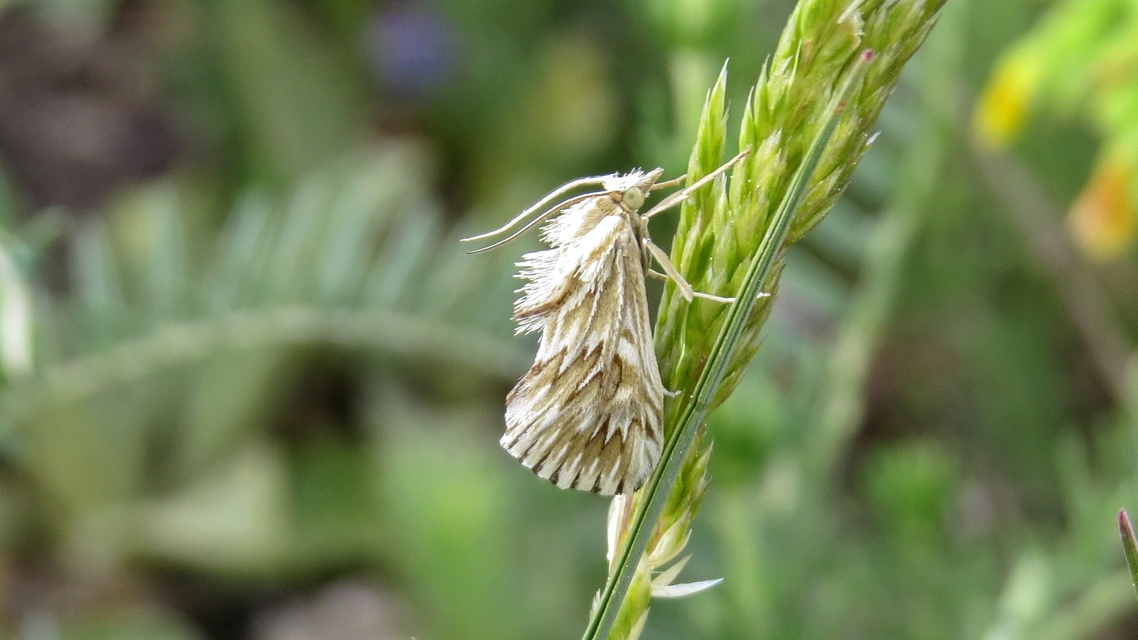 Cynaeda dentalis - gyakori ciframoly