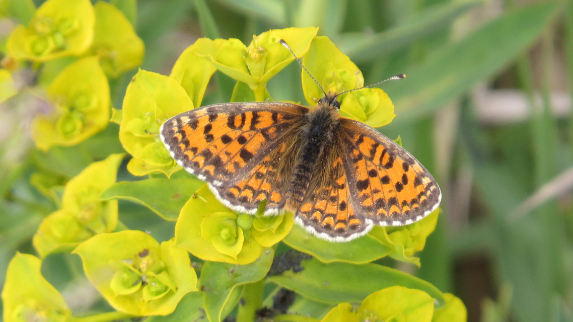 Melitaea trivia - kis tarkalepke