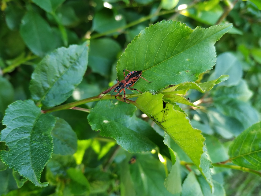 Rhynocoris iracundus - közönséges gyilkospoloska