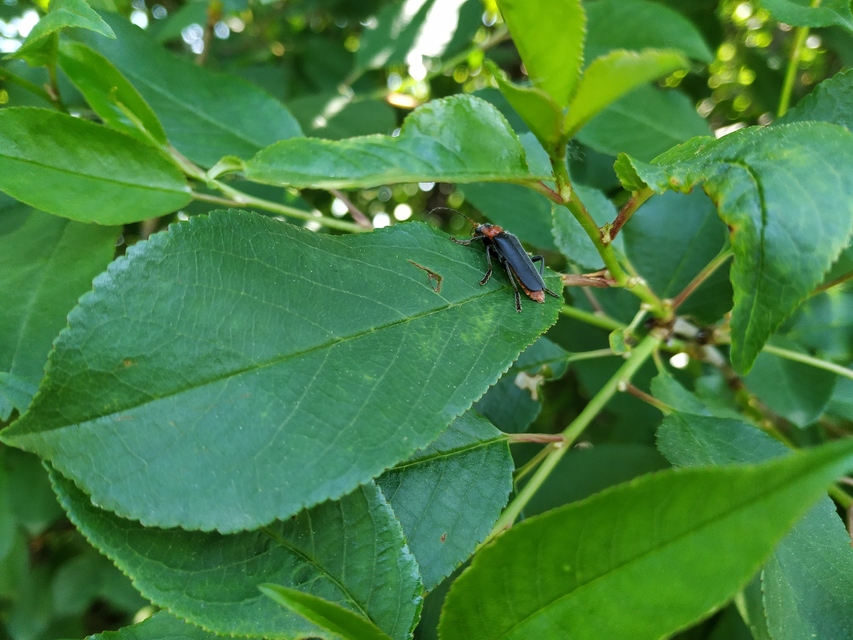 Cantharis fusca - közönséges lágybogár
