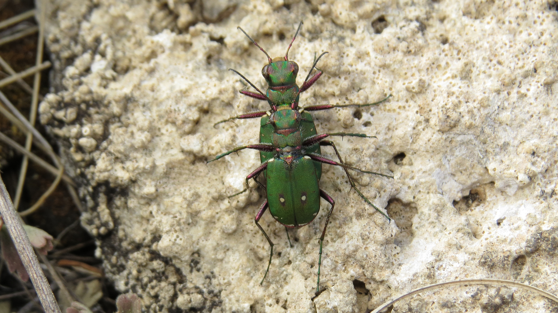 Cicindela campestris - mezei homokfutrinka
