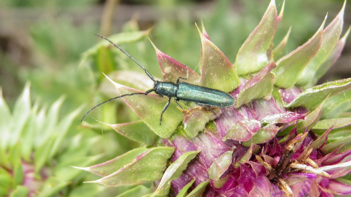 Agapanthia violacea - kék somkórócincér