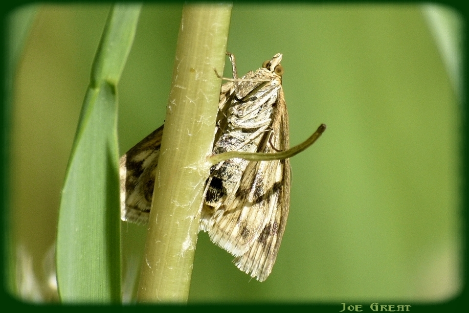 Sitochroa verticalis - világossárga dudvamoly