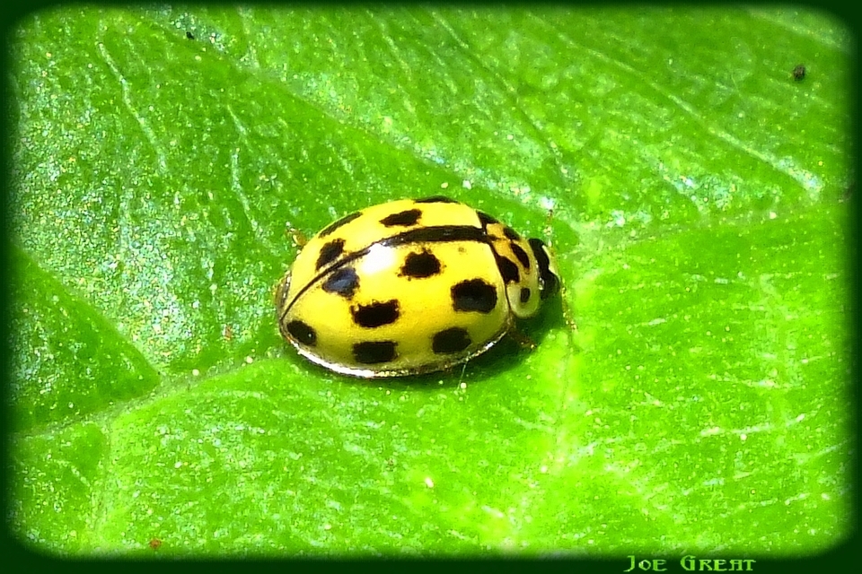Propylea quatuordecimpunctata - tizennégypettyes füsskata