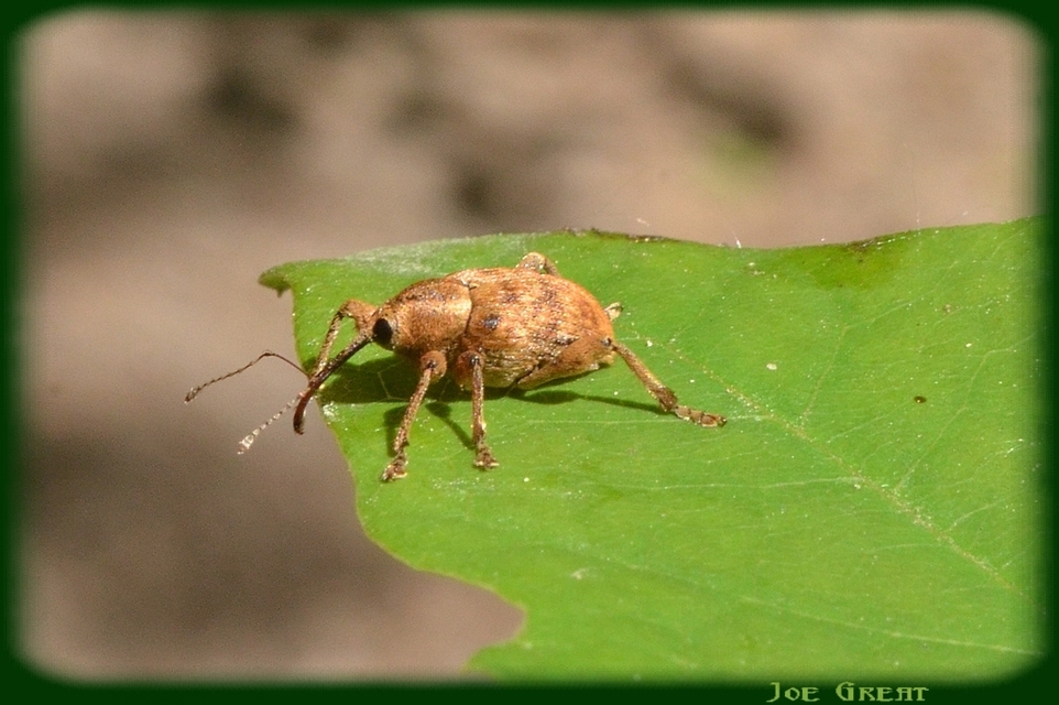 Curculio