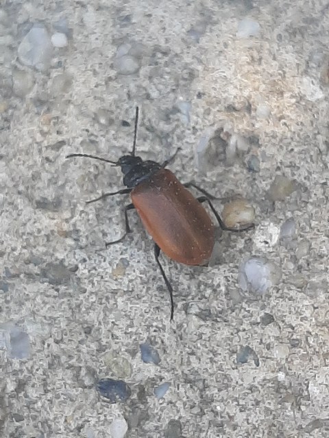Omophlus rugosicollis - széles pejbogár Omophlus rugosicollis - széles pejbogár