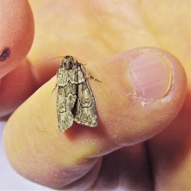 Cryphia fraudatricula - homoki zuzmóbagoly