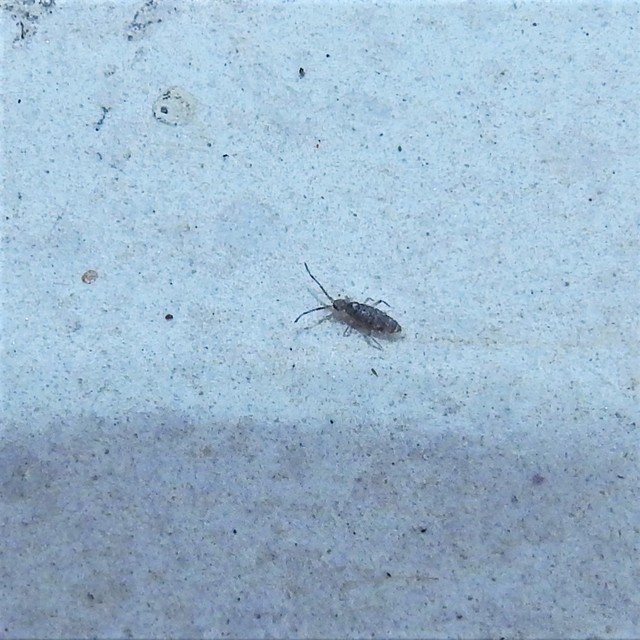 Collembola - Ugróvillások