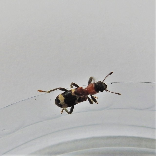 Thanasimus formicarius - vörösnyakú szúfarkas
