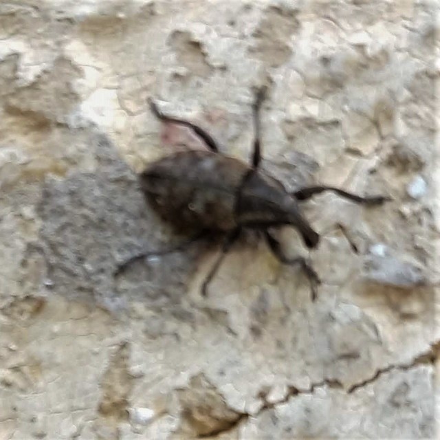 Lepyrus capucinus - pettyes fűzormányos