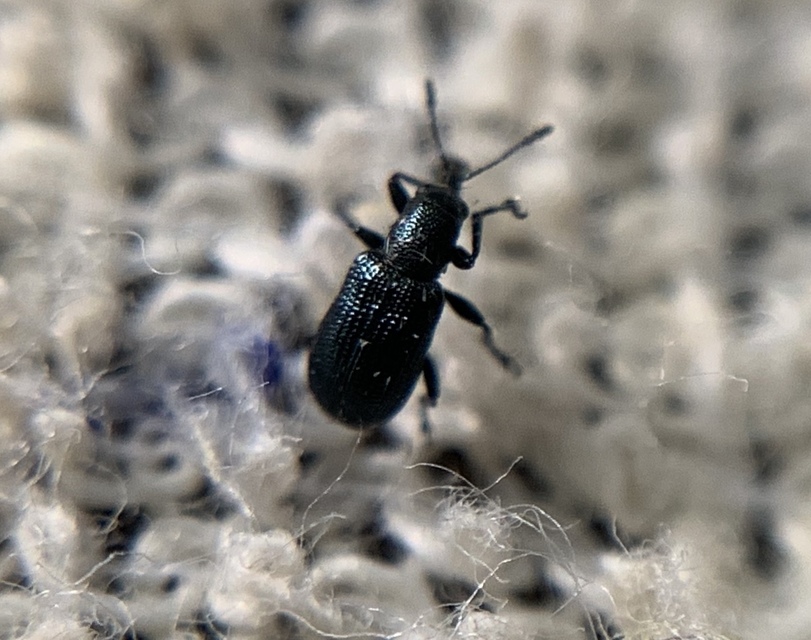 Temnocerus coeruleus - fogacskás törpeeszelény