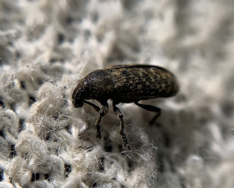 Rhinocyllus conicus - tömpeorrú barkó