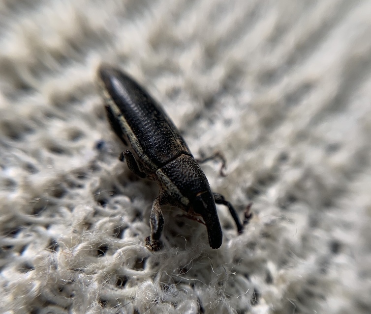 Lixus ochraceus - retek-dudvabarkó