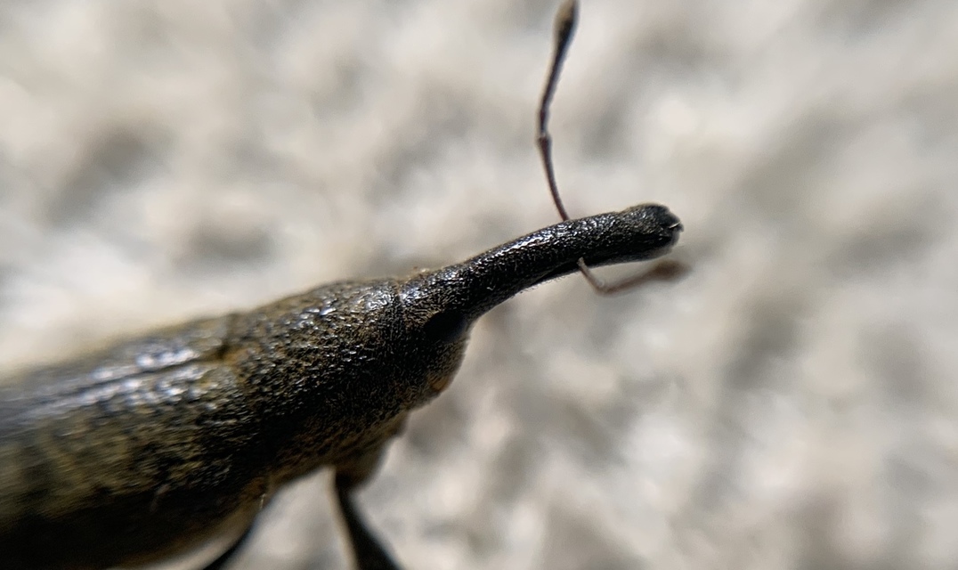 Lixus pulverulentus - mályvafúró dudvabarkó