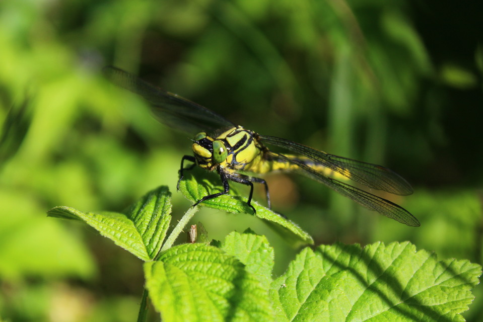 Gomphus vulgatissimus - feketelábú folyami-szitakötő