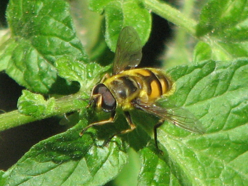 Myathropa florea - halálfejes odúlégy