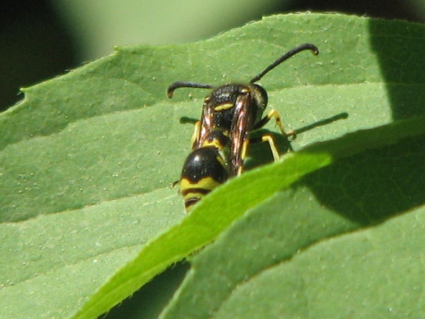 Eumenes