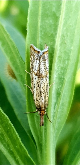 Thisanotia chrysonuchella - tavaszi fűgyökérmoly
