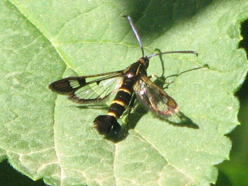 Sesiidae - szitkárfélék