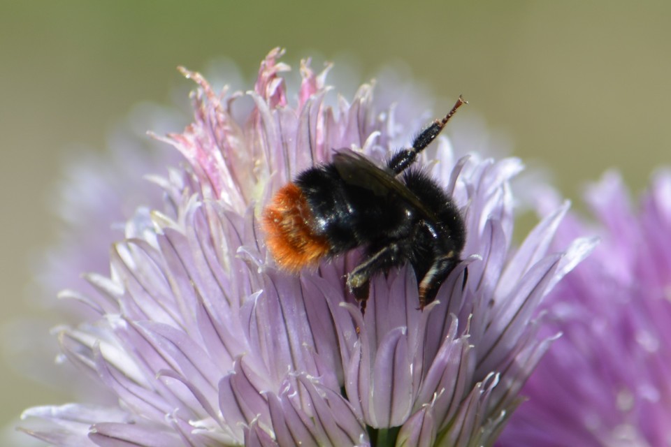 Bombus lapidarius - kövi poszméh