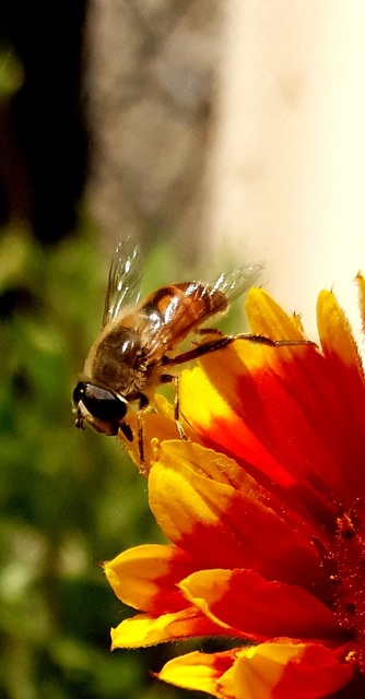 Eristalis tenax - közönséges herelégy