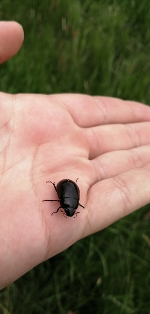 Hydrochara caraboides - kis csibor