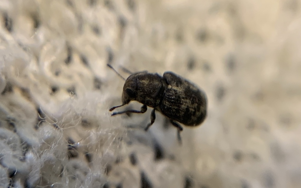 Rhaphitropis marchica - szalagos orrosbogár Rhaphitropis marchica - szalagos orrosbogár