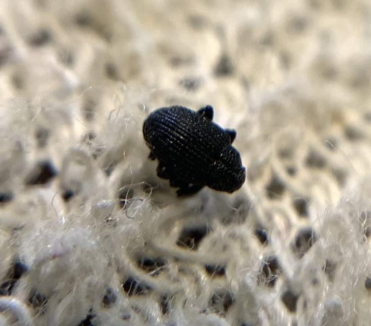 Ceutorhynchus scrobicollis - gödröstorú ceutormányos