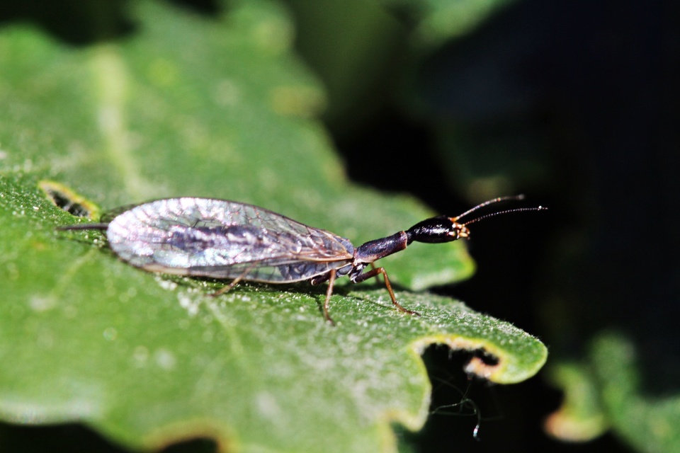 Raphidioptera - Tevenyakú-fátyolkák