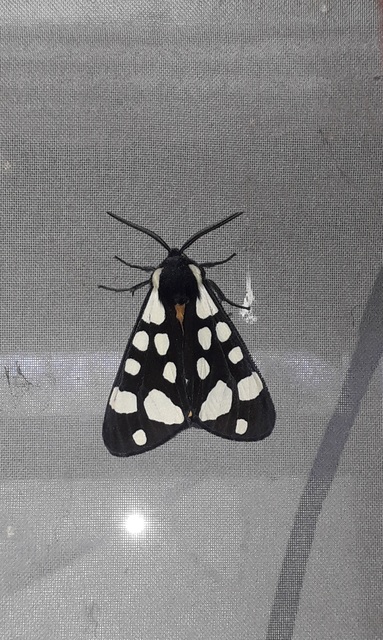 Arctia villica - fekete medvelepke