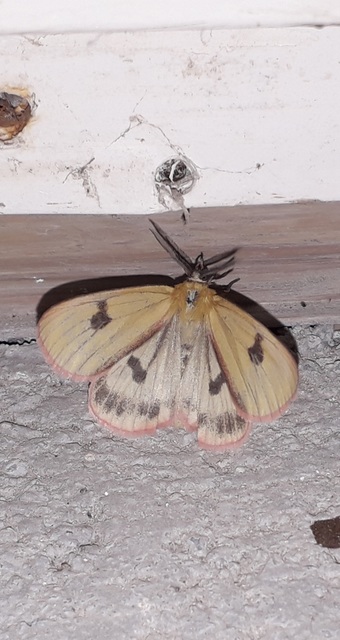 Diacrisia sannio - vörösszélű medvelepke