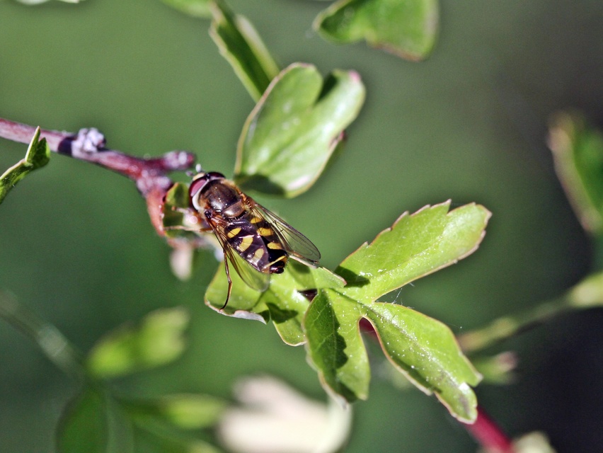 Syrphidae - zengőlegyek