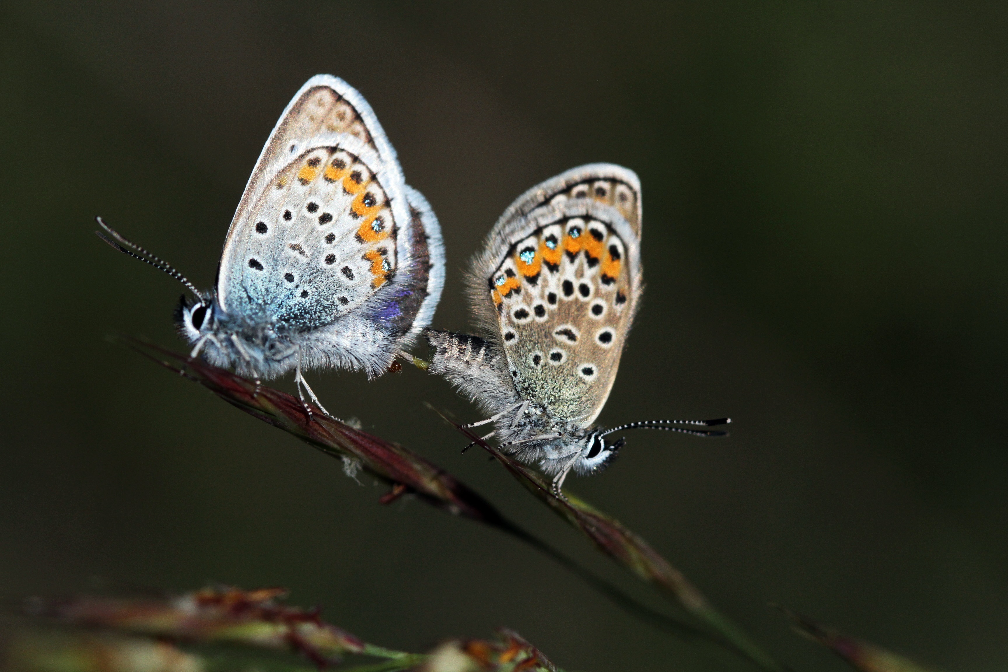 Plebejus argus - ezüstös boglárka