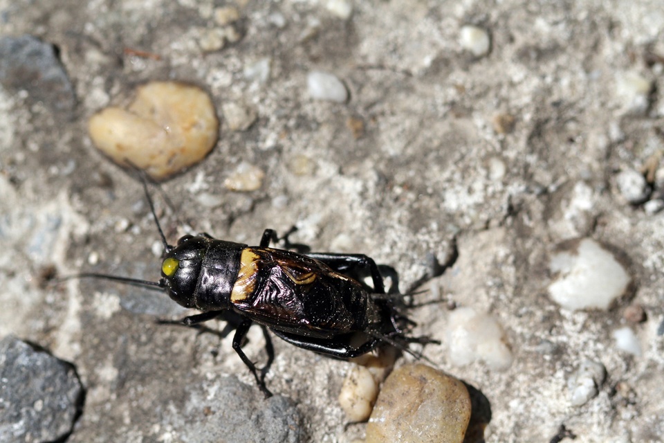 Gryllus campestris - mezei tücsök