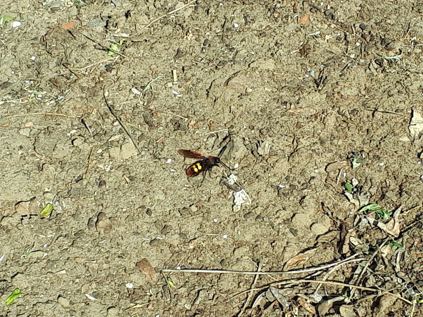 Megascolia maculata - óriás-tőrösdarázs