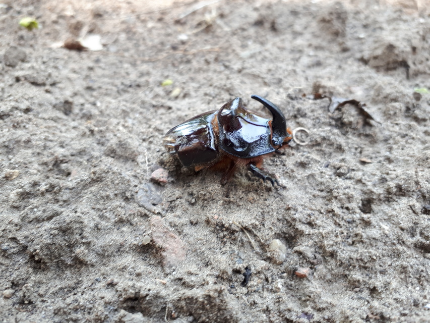 Oryctes nasicornis - orrszarvú bogár