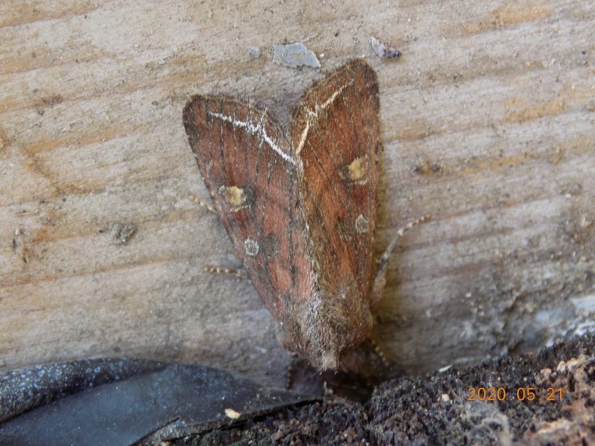 Lacanobia oleracea - saláta-kertibagoly