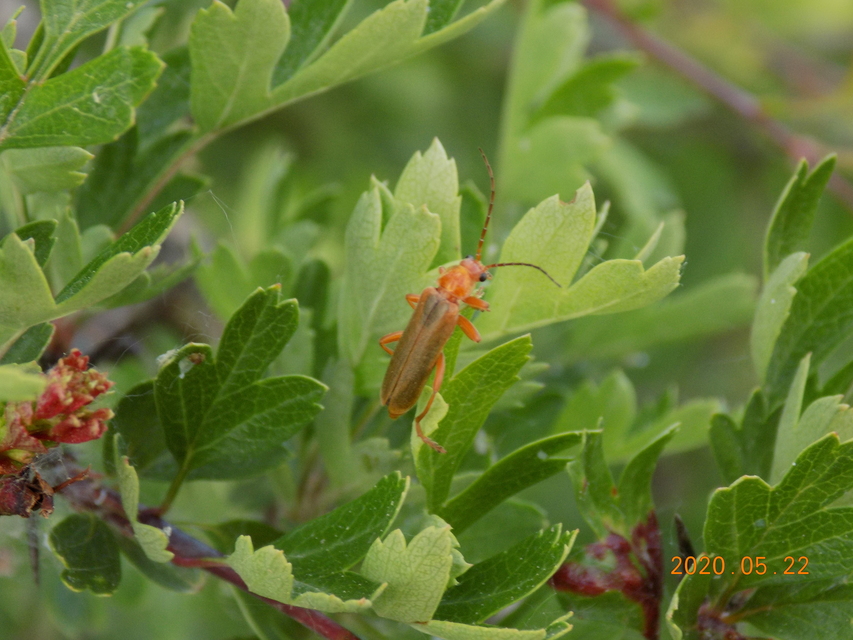 Cantharis rufa - rőt lágybogár