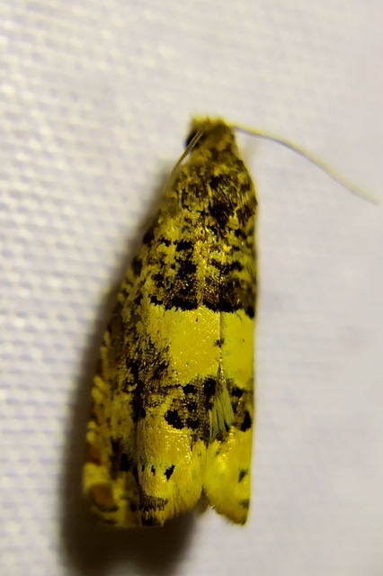 Epiblema scutulana - réti tükrösmoly