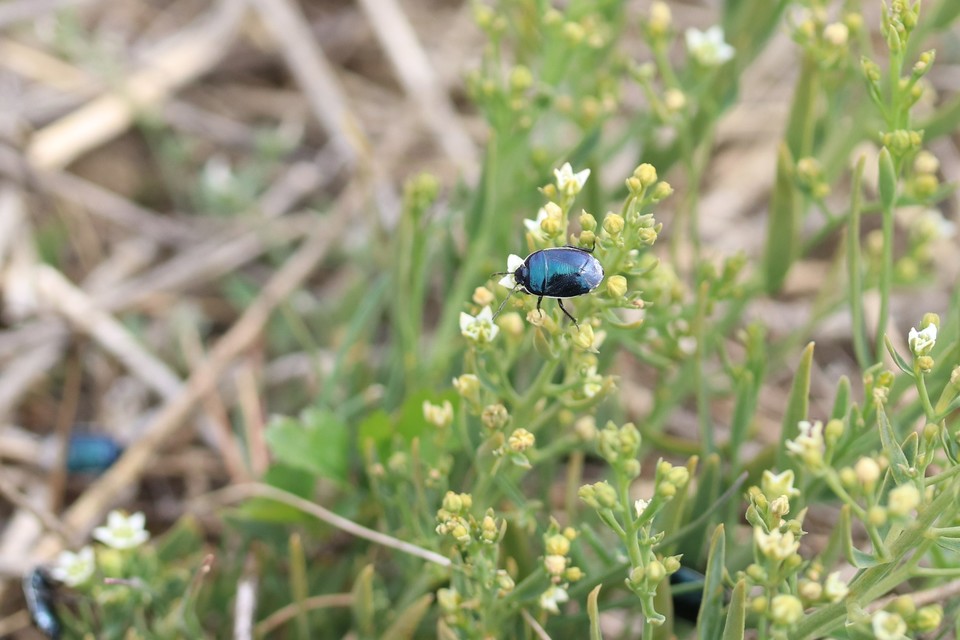 Canthophorus