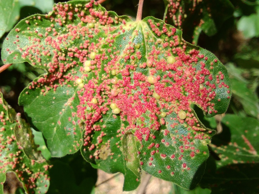 Aceria macrorhyncha - juhar-gubacsatka